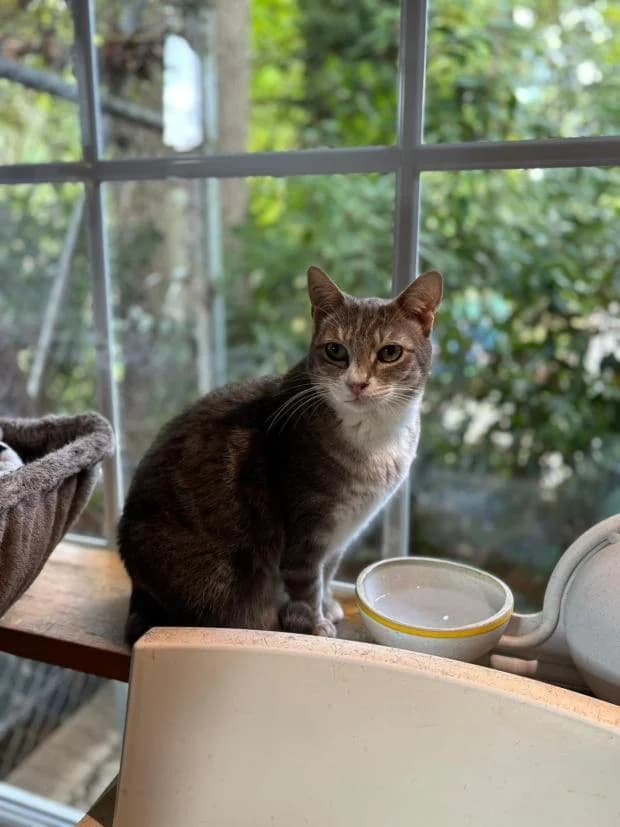 Olga, European Shorthair (Fondation Brigitte Bardot)