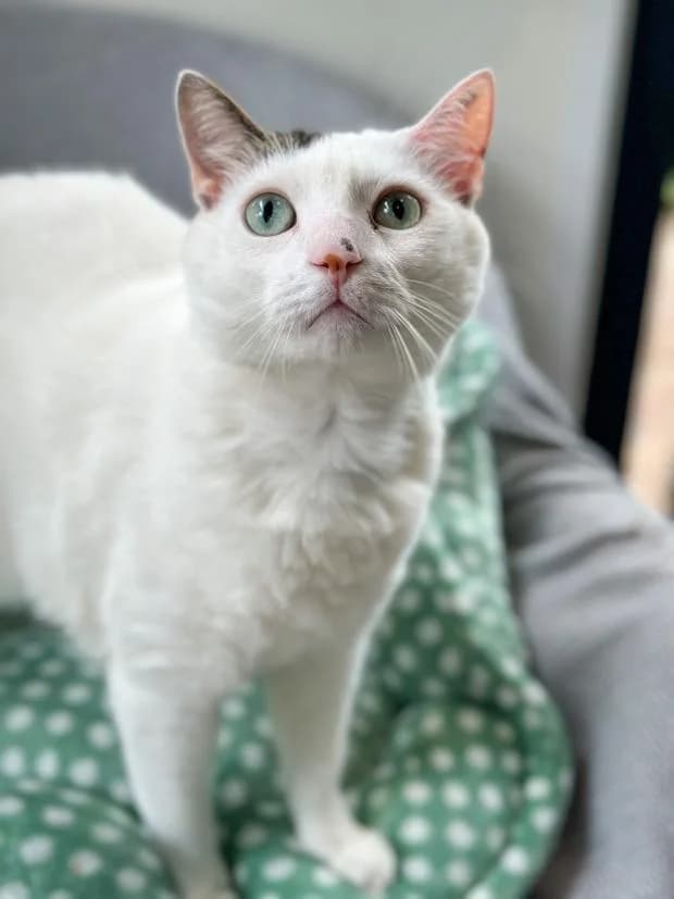 Teemo, male European Shorthair for adoption at Fondation Brigitte Bardot, Paris
