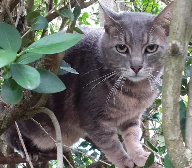 Lemmon, male European Shorthair for adoption at Fondation Brigitte Bardot, Paris
