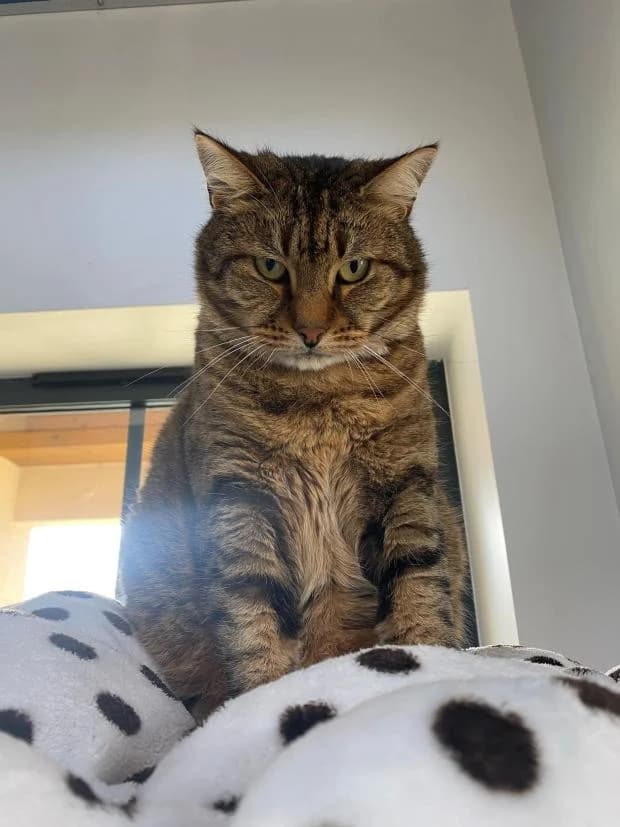 Harriot, European Shorthair (Fondation Brigitte Bardot)