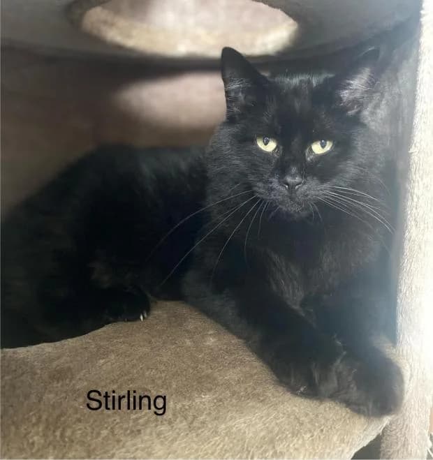 Stirling, European Shorthair (Fondation Brigitte Bardot)