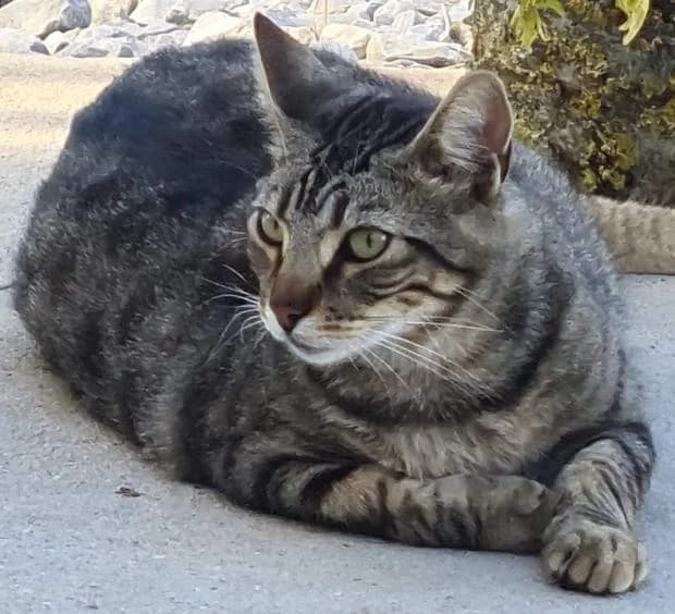 Callandar, European Shorthair (Fondation Brigitte Bardot)
