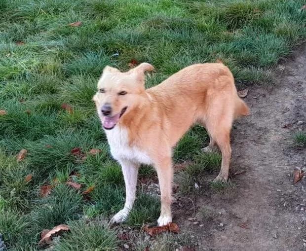 Menuette, Mixed Breed (Fondation Brigitte Bardot)