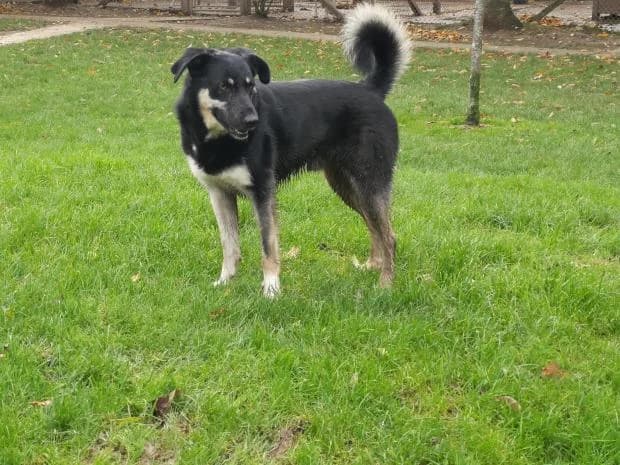 Niro, male Mixed Breed for adoption at Fondation Brigitte Bardot, Paris