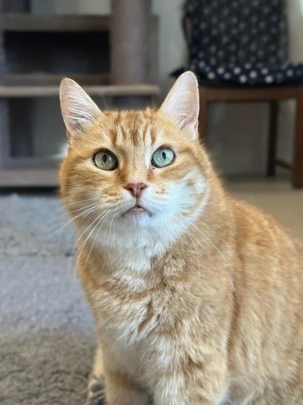 Tintin, European Shorthair (Fondation Brigitte Bardot)