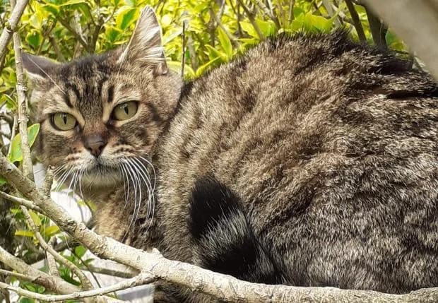 Wonka, European Shorthair (Fondation Brigitte Bardot)
