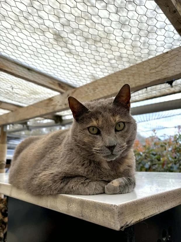 Wiki, female European Shorthair for adoption at Fondation Brigitte Bardot, Paris
