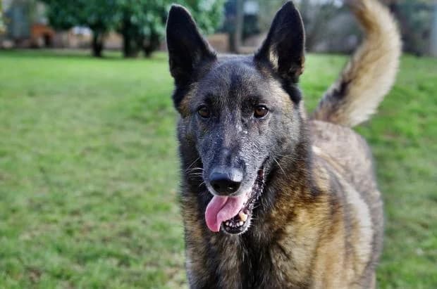 Louki, Mixed Breed (Fondation Brigitte Bardot)