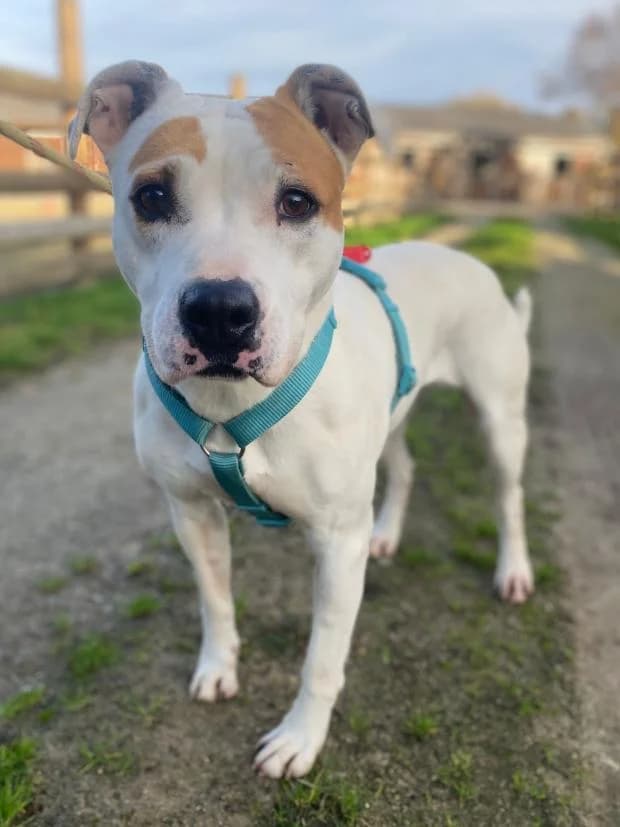 Nala, white female Mixed Breed for adoption at Fondation Brigitte Bardot, Paris