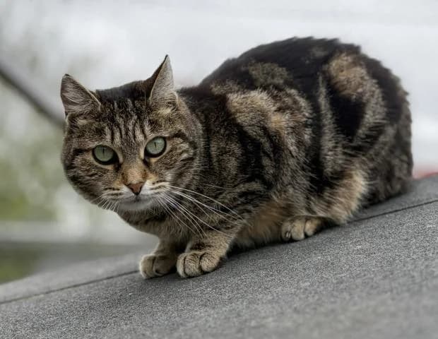 Elsa, European Shorthair (Fondation Brigitte Bardot)