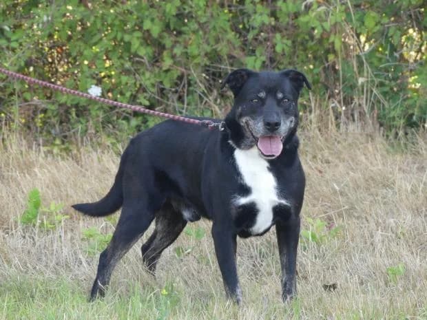 Iron, male Mixed Breed for adoption at Fondation Brigitte Bardot, Paris