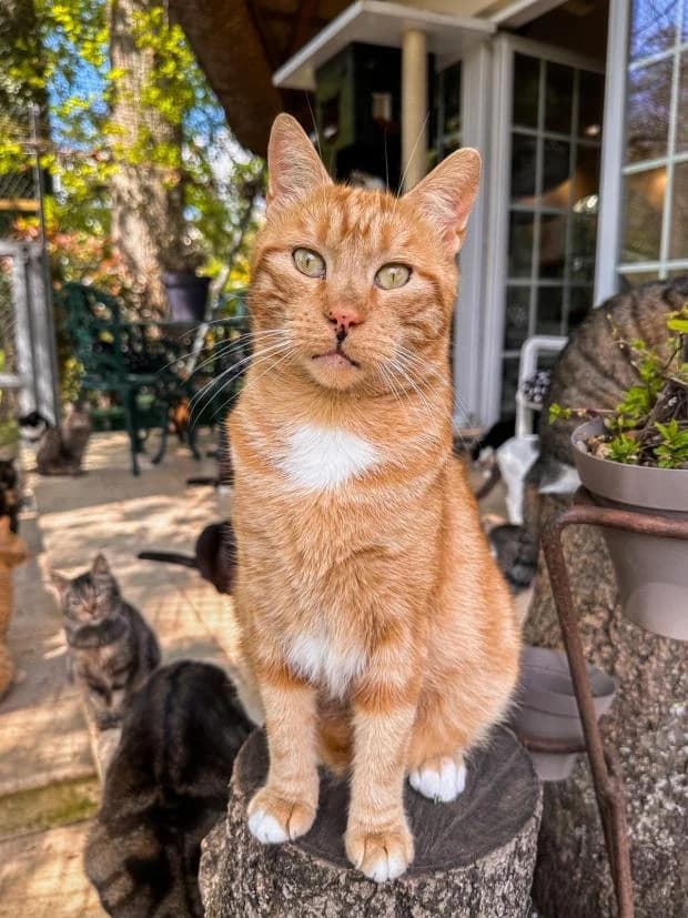 Dao, male Mixed Breed for adoption at Fondation Brigitte Bardot, Paris