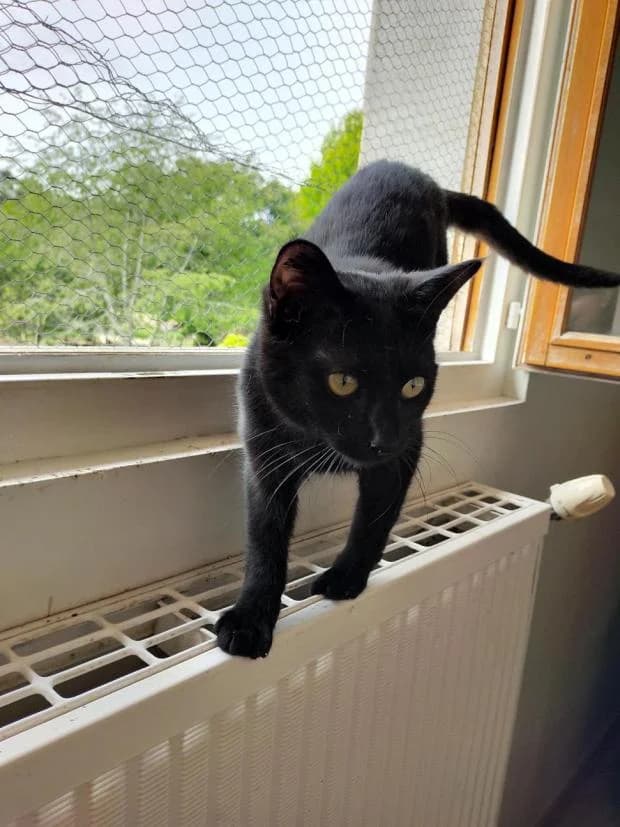 Regina, European Shorthair (Fondation Brigitte Bardot)