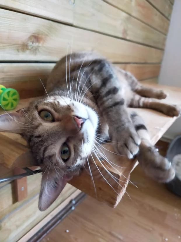 Rina, female European Shorthair for adoption at Fondation Brigitte Bardot, Paris