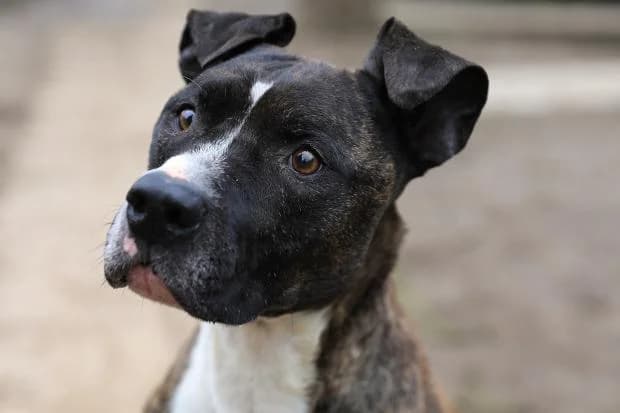Jessy, male Mixed Breed for adoption at Fondation Brigitte Bardot, Paris