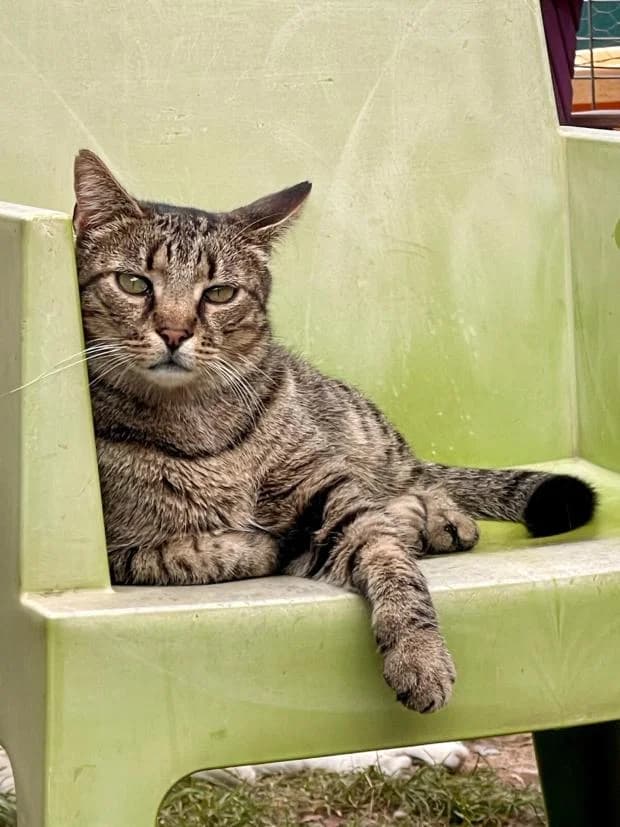 Louis, male European Shorthair for adoption at Fondation Brigitte Bardot, Paris