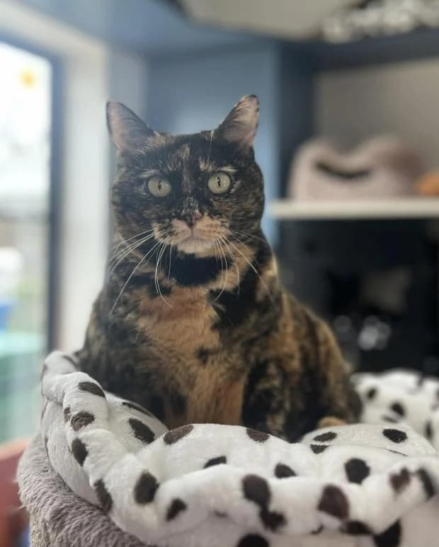 Mouche, female Mixed Breed for adoption at Fondation Brigitte Bardot, Paris