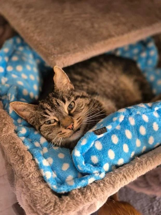 Oreo, male European Shorthair for adoption at Fondation Brigitte Bardot, Paris