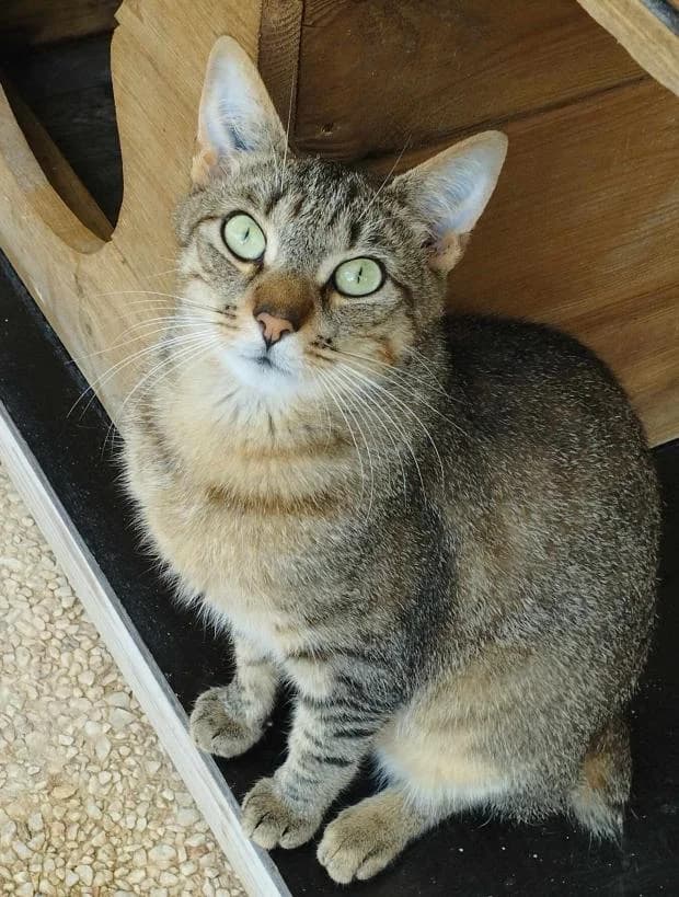 Crackers, European Shorthair (Fondation Brigitte Bardot)