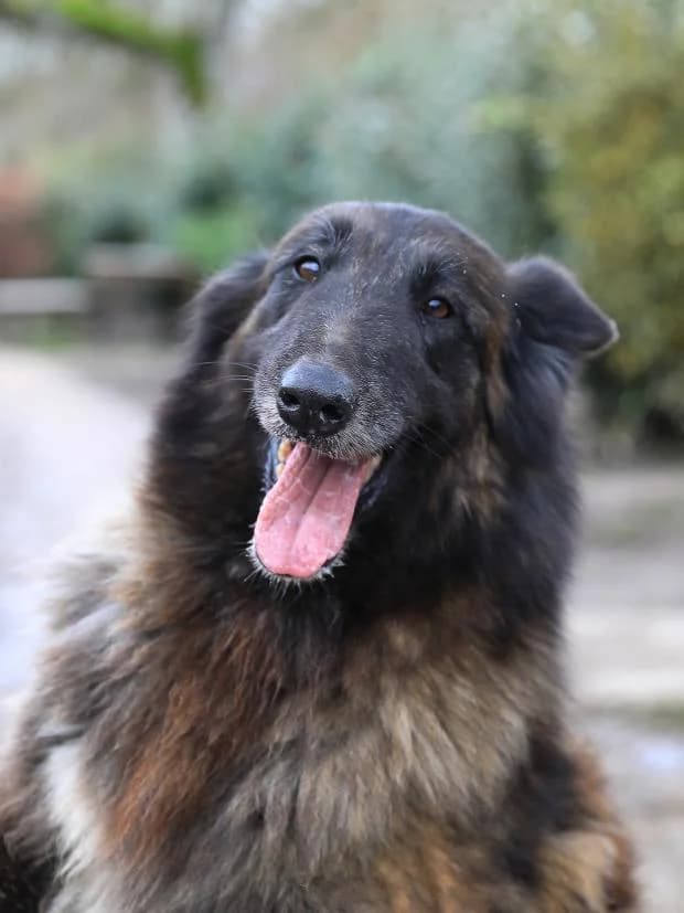 Nayrah, female Belgian Tervuren for adoption at Fondation Brigitte Bardot, Paris