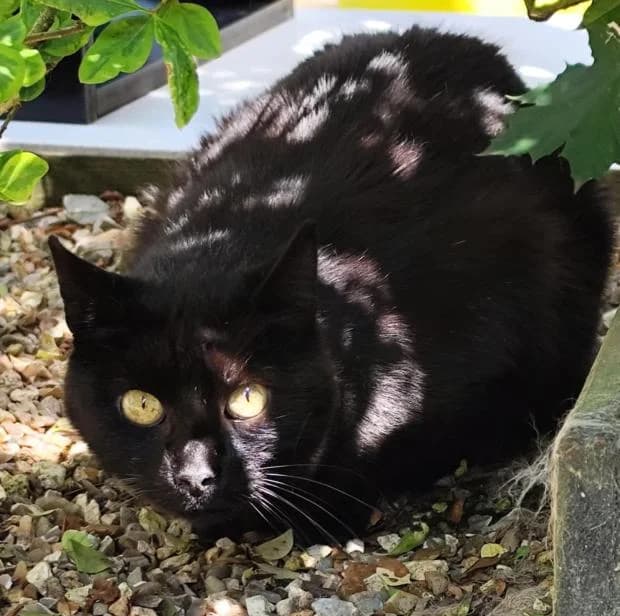 Scott, European Shorthair (Fondation Brigitte Bardot)