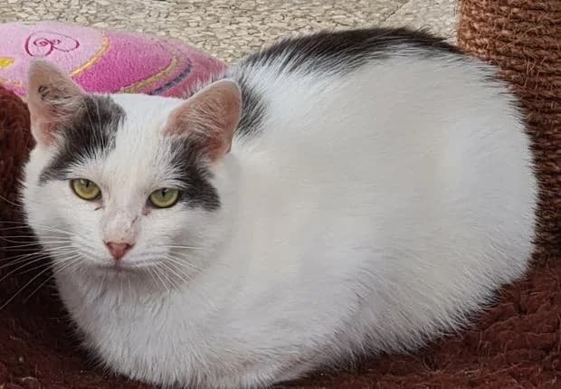 Sandro, European Shorthair (Fondation Brigitte Bardot)