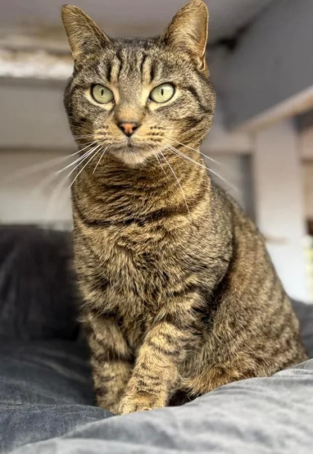 Scooby, European Shorthair (Fondation Brigitte Bardot)