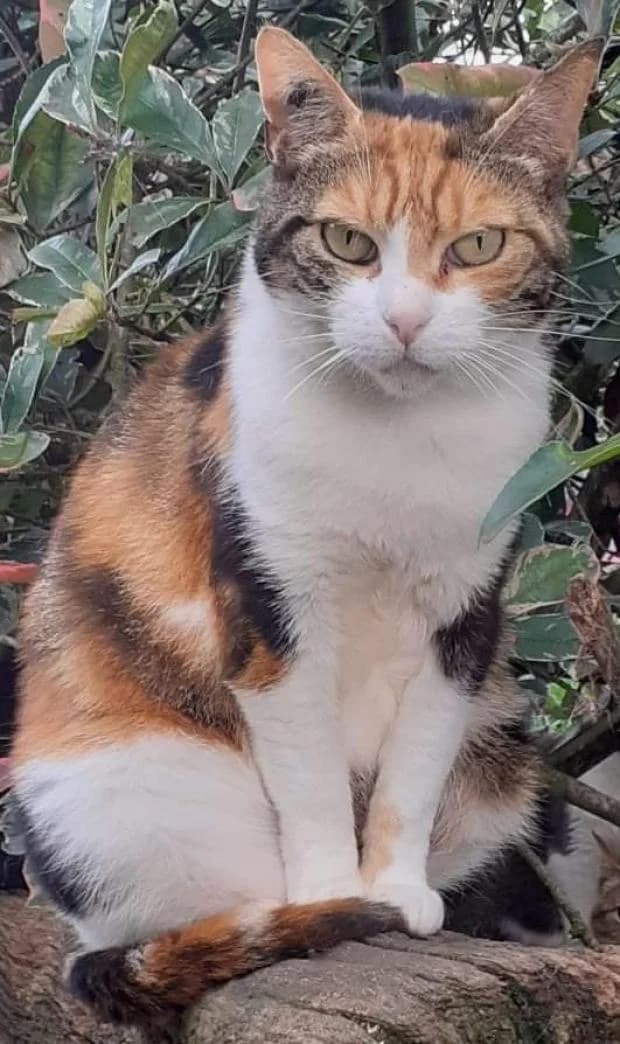 Shanelle, European Shorthair (Fondation Brigitte Bardot)