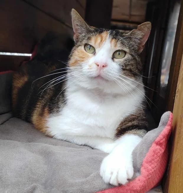 Symphonie, female Mixed Breed for adoption at Fondation Brigitte Bardot, Paris