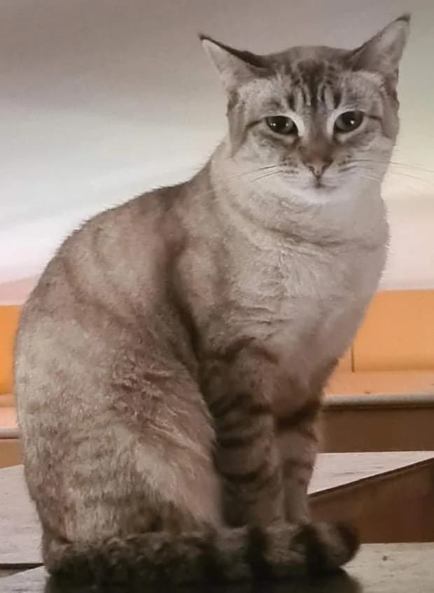 Lolita, female Siamese for adoption at Fondation Brigitte Bardot, Paris