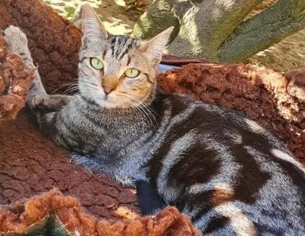 Bangkok, European Shorthair (Fondation Brigitte Bardot)