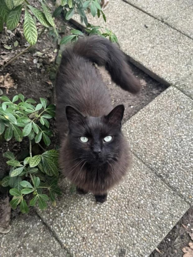 Roy, male European Shorthair for adoption at Fondation Brigitte Bardot, Paris
