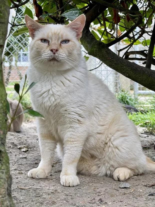 Lincoln, male Siamese for adoption at Fondation Brigitte Bardot, Paris