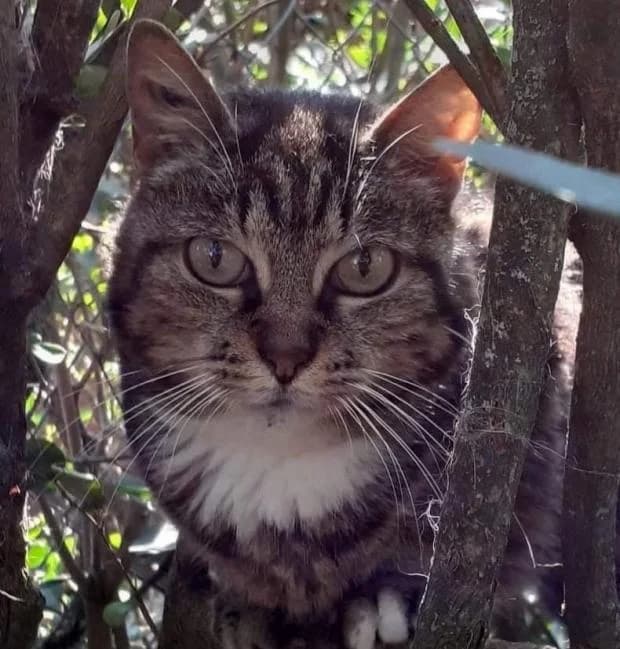 Moumoune, European Shorthair (Fondation Brigitte Bardot)