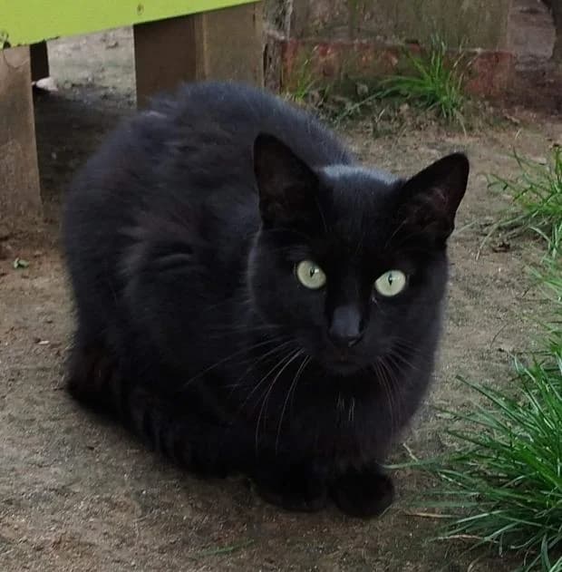 Algo, male European Shorthair for adoption at Fondation Brigitte Bardot, Paris