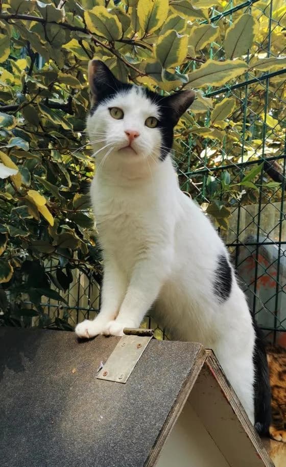 Gavroche, male Mixed Breed for adoption at Fondation Brigitte Bardot, Paris