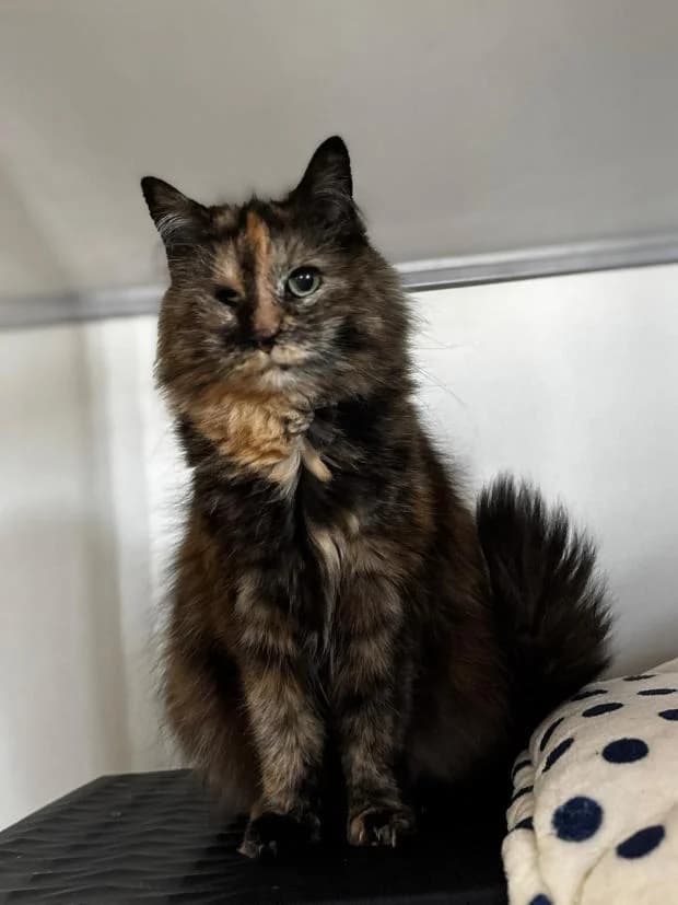 Doris, European Shorthair (Fondation Brigitte Bardot)