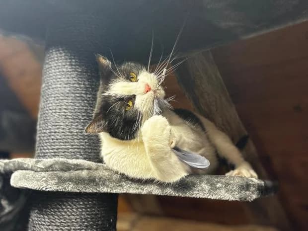 Sueki, European Shorthair (Fondation Brigitte Bardot)
