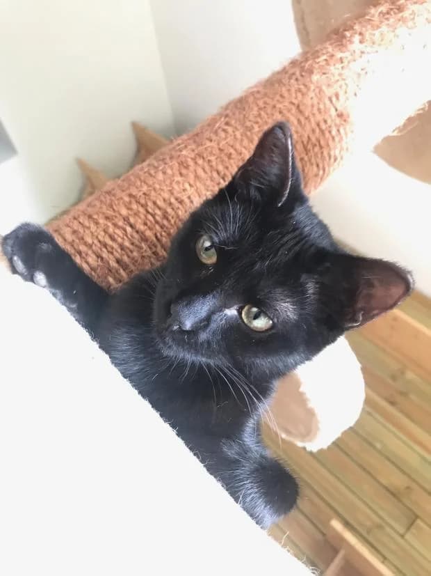 Koda, European Shorthair (Fondation Brigitte Bardot)