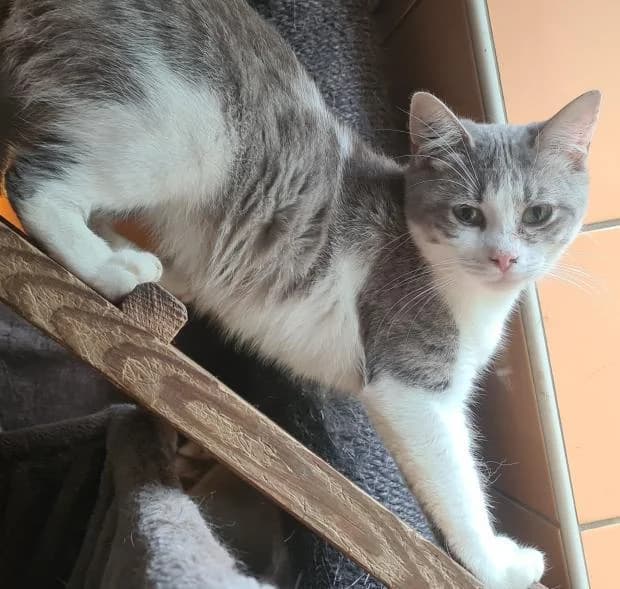 Angel Alias Cadet Roussel, European Shorthair (Fondation Brigitte Bardot)