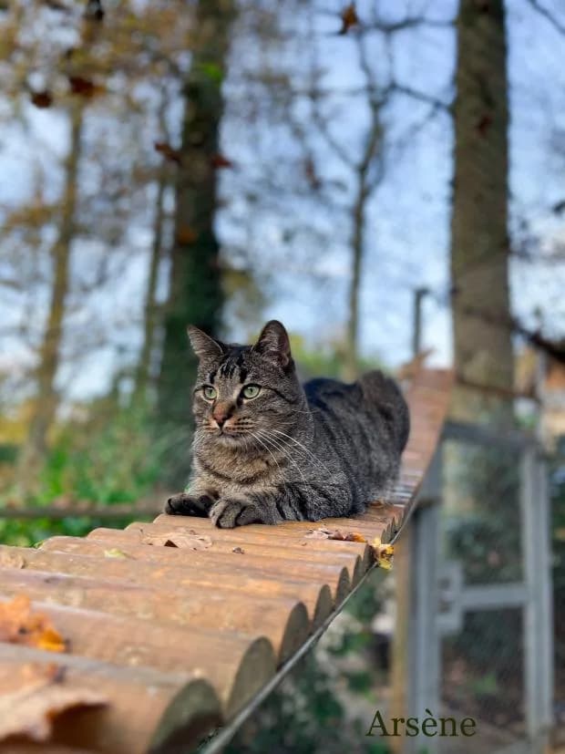Arsene, male European Shorthair for adoption at Fondation Brigitte Bardot, Paris