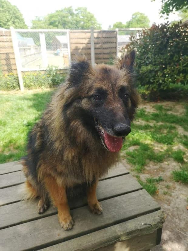 Talya, Mixed Breed (Fondation Brigitte Bardot)