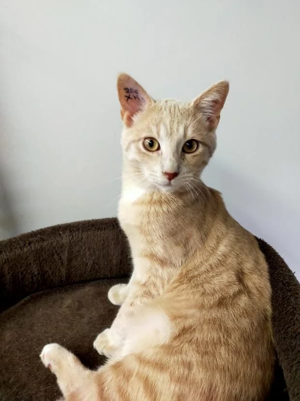 Simba, European Shorthair (Fondation Brigitte Bardot)
