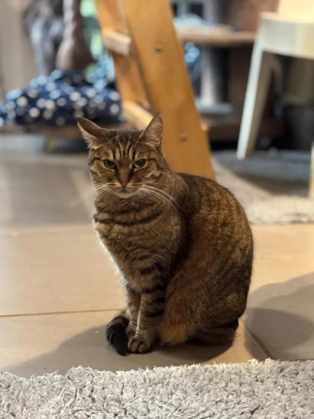 Shalimar, female Mixed Breed for adoption at Fondation Brigitte Bardot, Paris