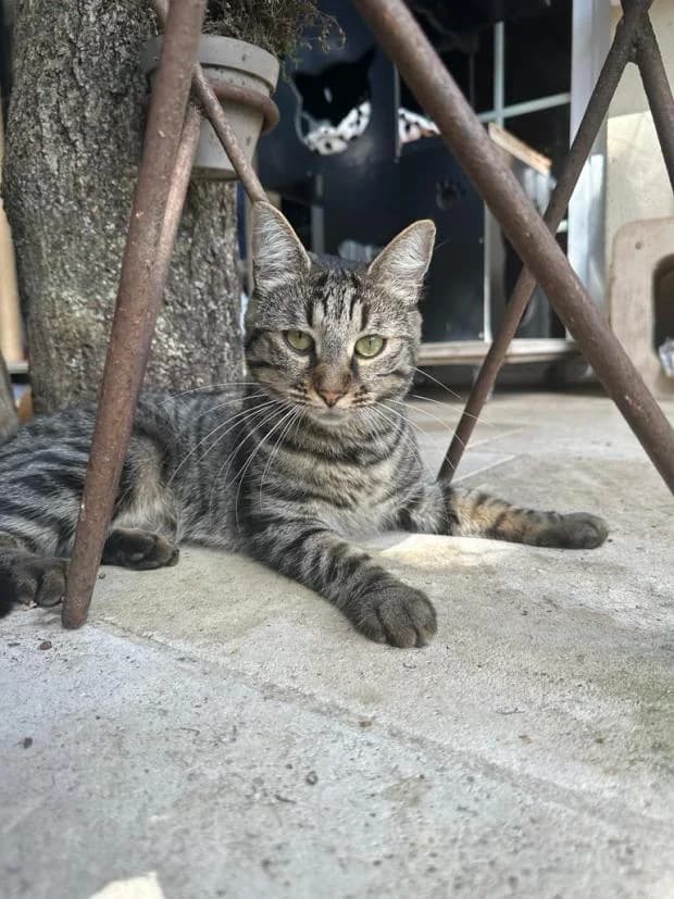 Celie, European Shorthair (Fondation Brigitte Bardot)