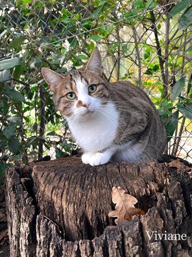 Viviane, European Shorthair (Fondation Brigitte Bardot)
