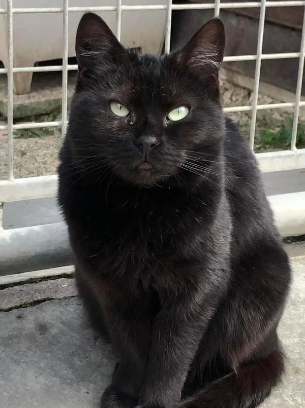 Banana, European Shorthair (Fondation Brigitte Bardot)
