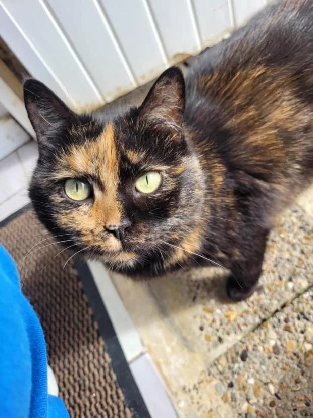 Ardara, Mixed Breed (Fondation Brigitte Bardot)