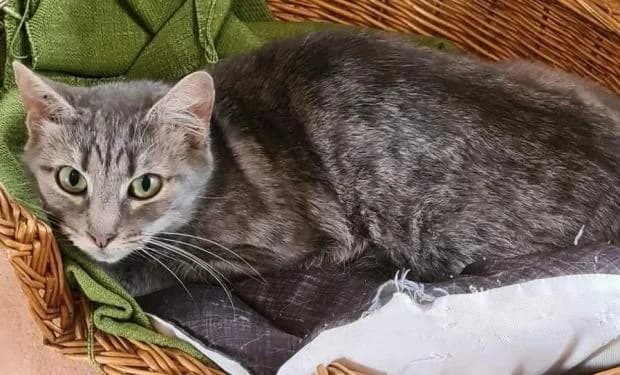 Tawaro, female European Shorthair for adoption at Fondation Brigitte Bardot, Paris