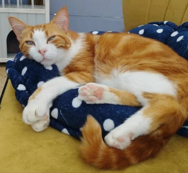 Crumpet, European Shorthair (Fondation Brigitte Bardot)